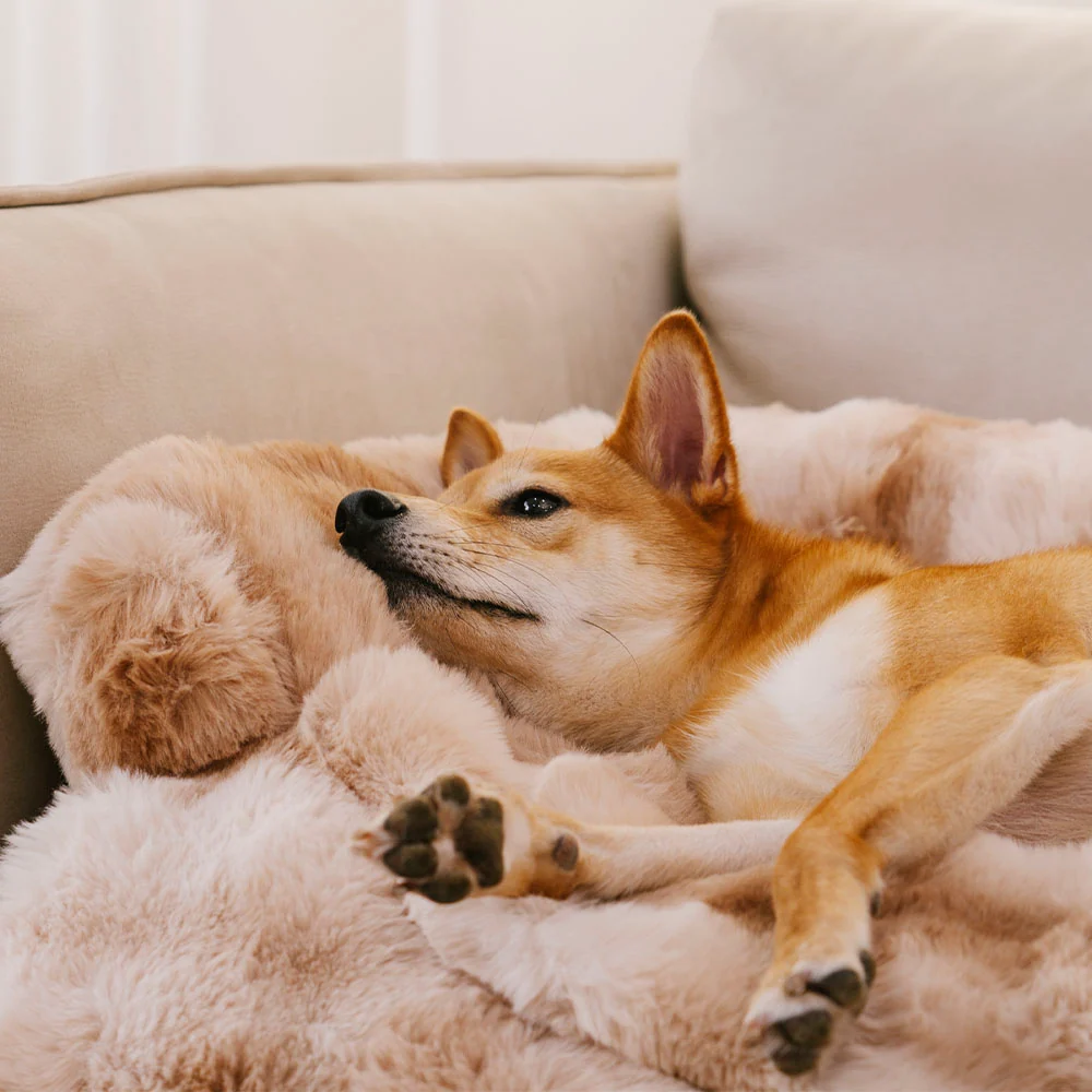 Fluffy Fuzzy Calming Dog Bed Sofa Protector Pet Mat - Image 5