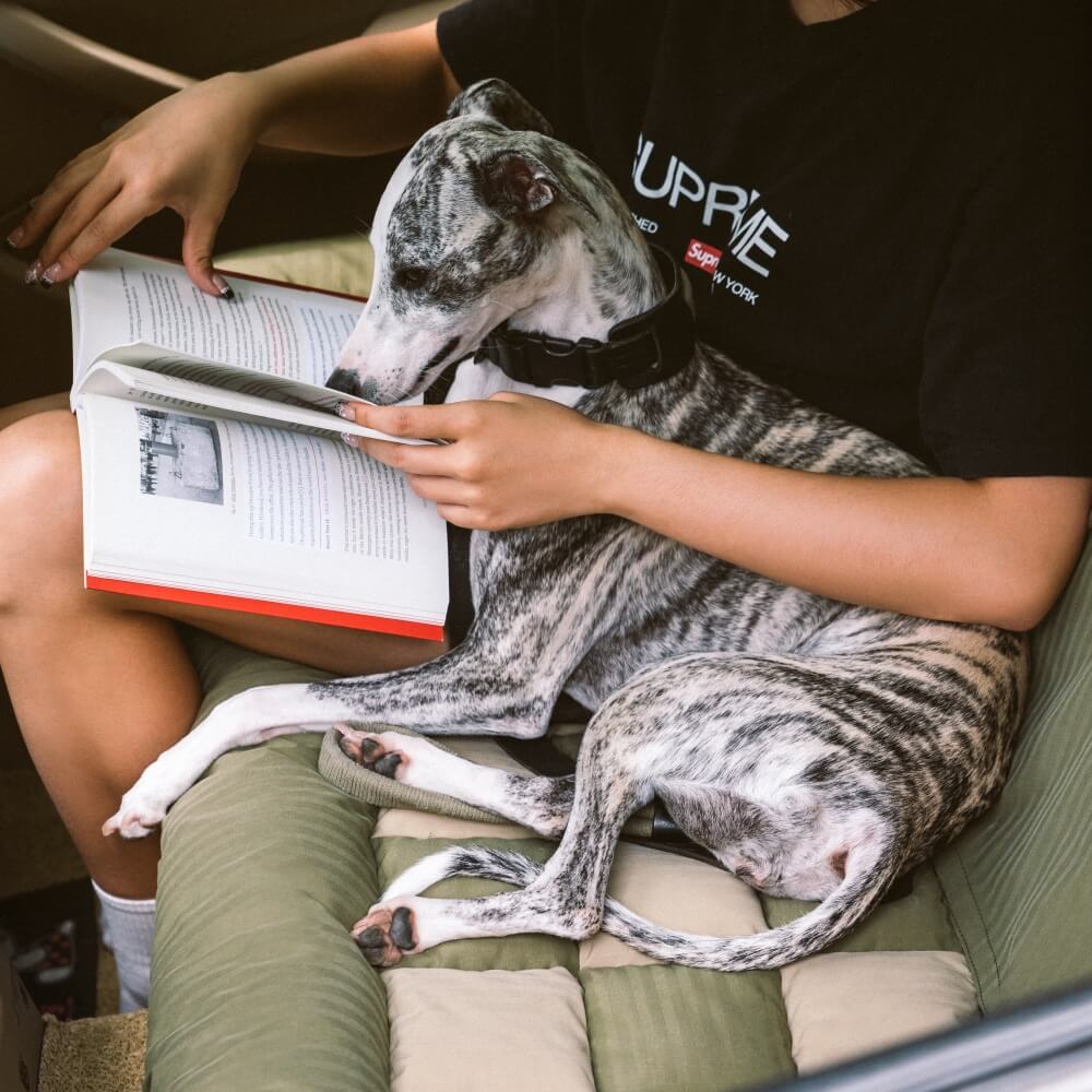 Travel Bolster Safety Back Seat Large Dog Car Seat Bed - Chessboard Lounge - Image 10